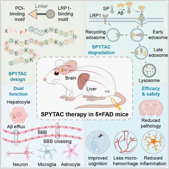 �����ĺ�Ĭ�������²��ԣ��ҹ���ѧ�ҿ������Ͱ��򵰰׽��⼼��